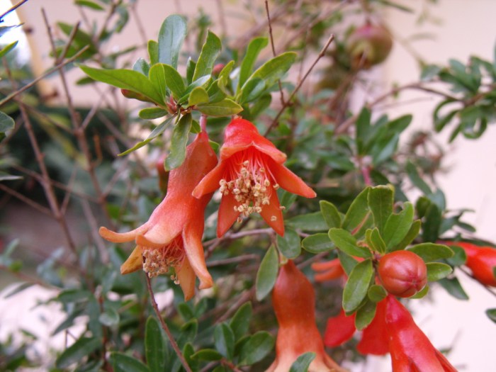 il-fiore-del-melograno-fe62b14c-e72b-49c8-a315-1876804750a0