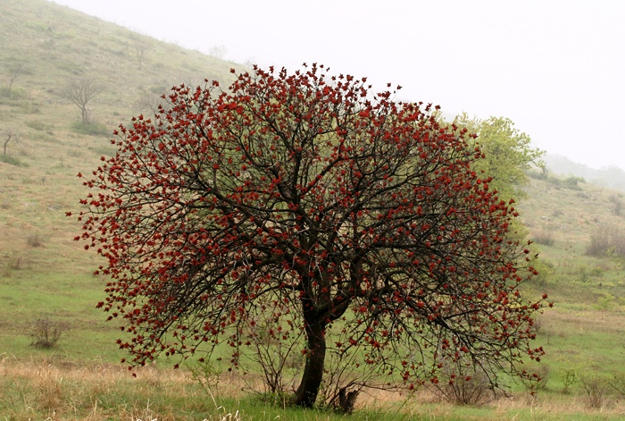 pistacia_terebinthus